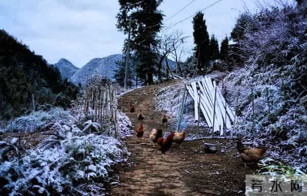 冬天散养土鸡也能高产蛋！20只鸡下18个蛋，就靠这几个笨办法