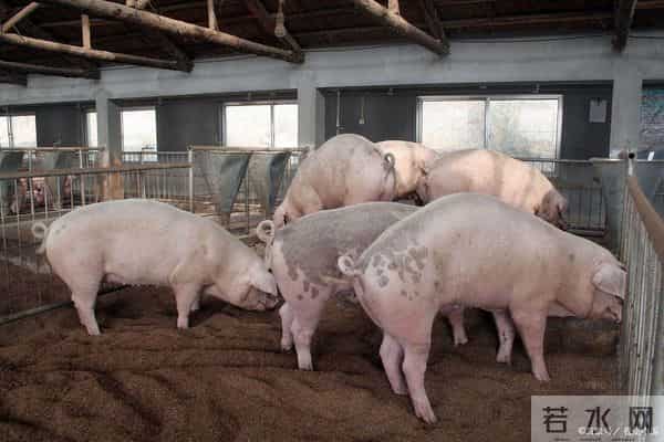 「猪价快报」12月13-15日：南北齐涨！但留给出栏的“黄金窗口”只有这两天！