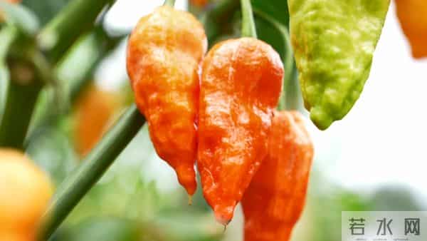 试种成功！弥勒的她年增收30万