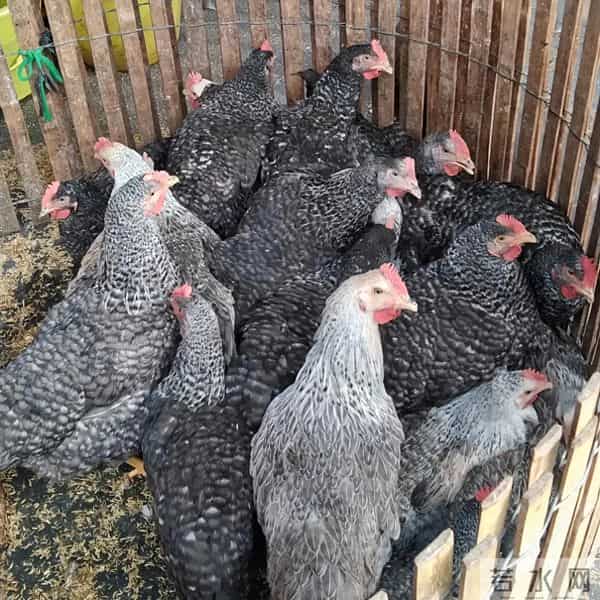 别小看芦花鸡！农村大叔养500只，一年净赚8万，方法全公开