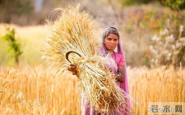 价格暴涨 5 倍!巴基斯坦小麦供应告急,4 大因素致产量连年下滑