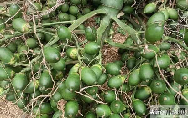 海南槟榔收购价格行情参考（2025年12月13日）