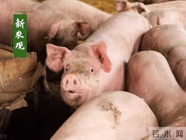 马上5连涨，但猪价却越来越危险了！为啥