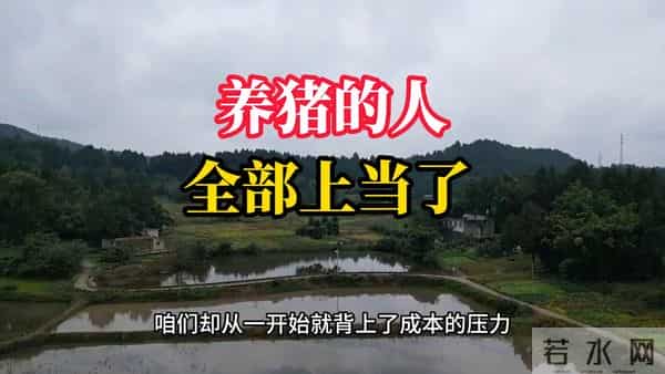 养猪人上当了，全盘皆输！