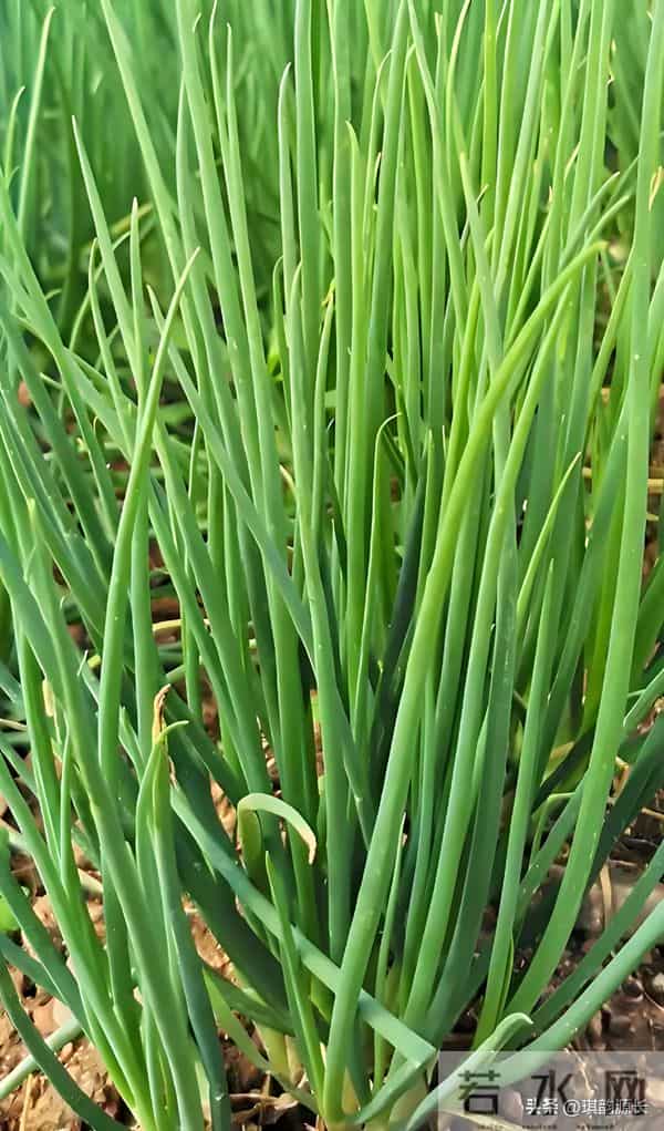 马上冬至了,还能种菜吗?7种耐寒品种清单,抗寒易活有鲜菜