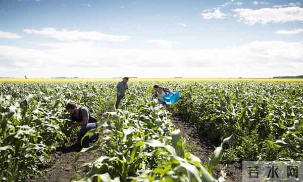 冷门植物竟成救星？西方26国联手验证：植物自然化肥吊打工业化肥