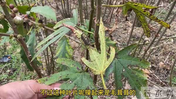 云南夫妻从老挝引进的稀有药材，出一次货赚了360万