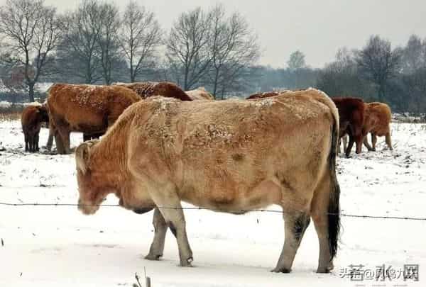 今年冬至交节在深夜！，农谚预兆：晚冬至冻死牛？准吗？早！了解