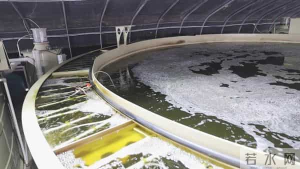 西藏林芝产的白对虾，凌晨直达拉萨！