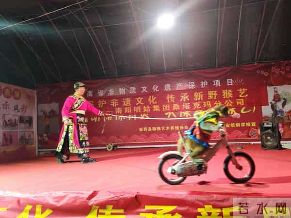 从耍猴到养猴：南阳新野抢占实验猴产业新赛道