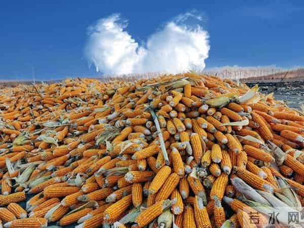 玉米跌惨了？一夜之间集体下跌，市场发生了啥？12月11日玉米报价