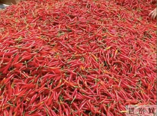 云南霜冻+山东暴雪，蔬菜价格再次起飞！盘点3种行情疯涨的农产品