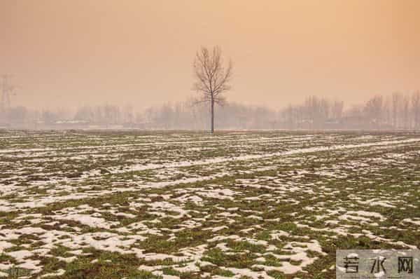 11月下旬播种的小麦，12月中旬刚出苗，遇到下雪能撒尿素吗？