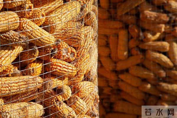 又来大事了!进口玉米将在东北拍卖,什么信号?