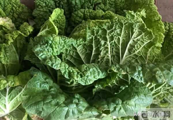 河北农村白菜价翻三倍,菜农扎堆收摊,地头藏了啥秘密?