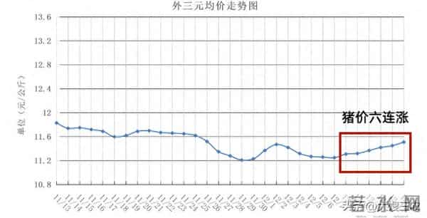 继续反弹！12月14日 生猪价格大范围上涨，猪价迎来“七连涨”！