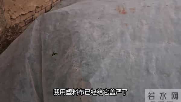 芹菜遇到雨雪天气，要及时给它管理起来，不然很危险