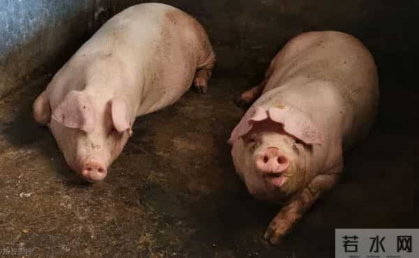 猪价能下跌到什么价位？