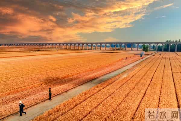 中央定调!未来五年农业这么干,件件关乎咱老百姓钱袋子和饭碗