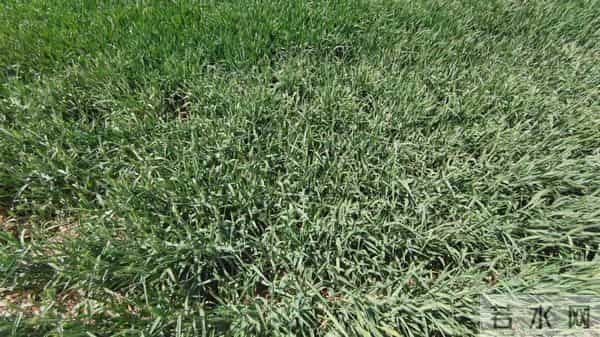 今年晚播小麦，年前只有“一根针”，年后才分蘖，还能成穗吗？