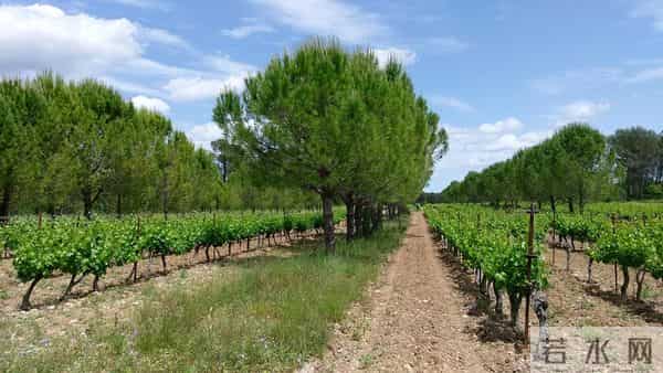 冷门植物竟成救星？西方26国联手验证：植物自然化肥吊打工业化肥