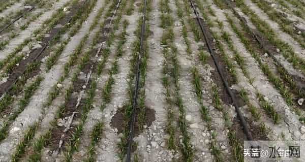 晚播小麦要注意，两种“错误”方法不可取，晚播麦田需延后管理！