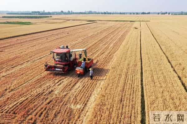 突发！小麦：大反转！