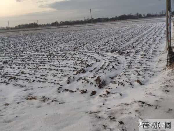 多地降雪如期而至，降雪降温会给小麦带来冻害吗？抓紧了解