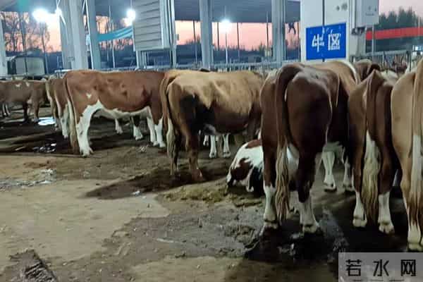 【原创新闻】广西河池：同样违法的两家牲畜市场，一家在半年前被关停，另一家至今仍在正常经营……