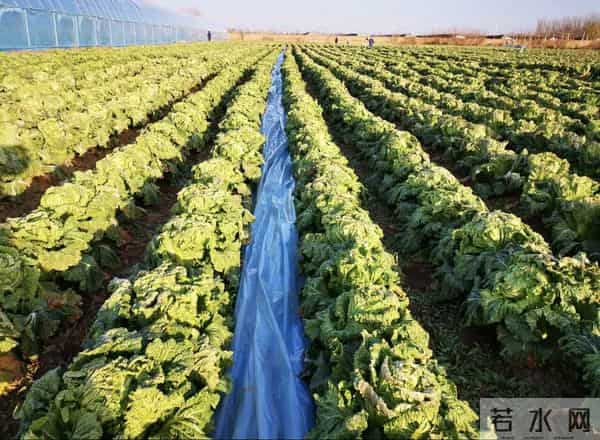 河南浚县超八千亩白菜进入采收期，迎来大丰收，产量可观！