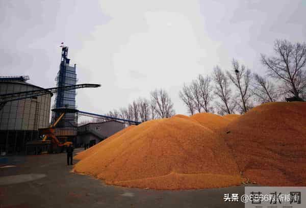 慌：行情有变，玉米迎来落价高峰