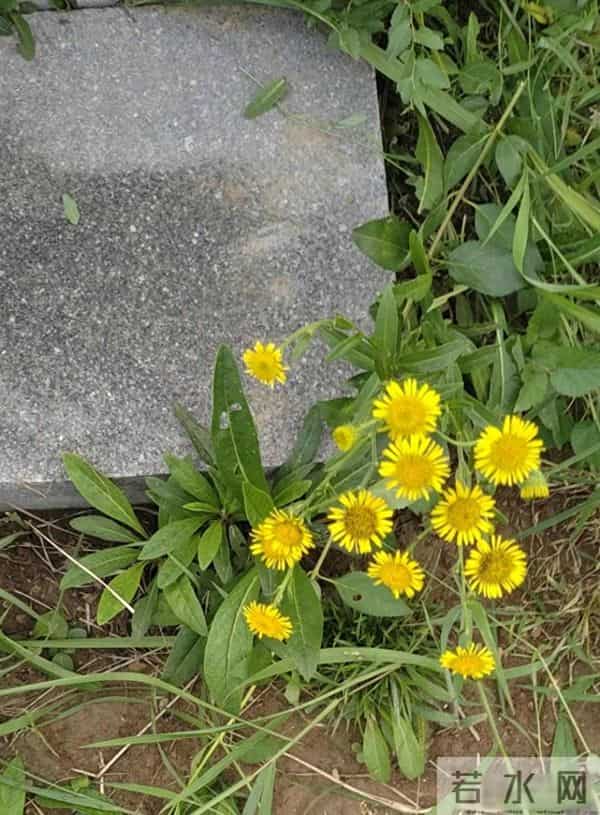 老话说："坟头有三象，子孙多富贵"三象指的是什么？有依据吗？