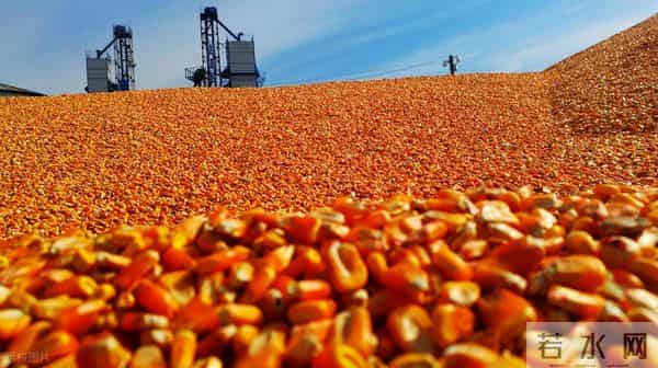 玉米跌惨了？一夜之间集体下跌，市场发生了啥？12月11日玉米报价