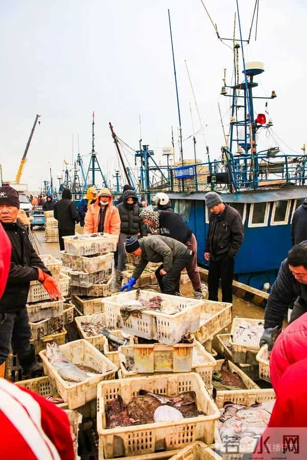 寒潮将至,渔港沸腾!今早,日照这里“鲜”货扎堆!这种鱼按筐买,4元一斤!