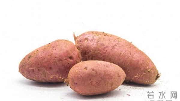 山东一小伙编织袋种红薯绝了!8个袋子收300斤,网友:这操作必须偷师!