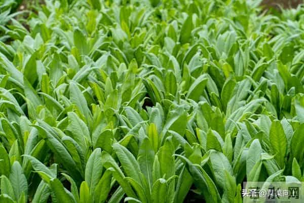 莴笋移栽后追肥有讲究！找准时间、用对肥，35天收获脆嫩大莴笋