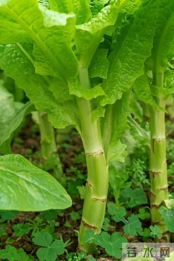 莴笋移栽后追肥有讲究！找准时间、用对肥，35天收获脆嫩大莴笋