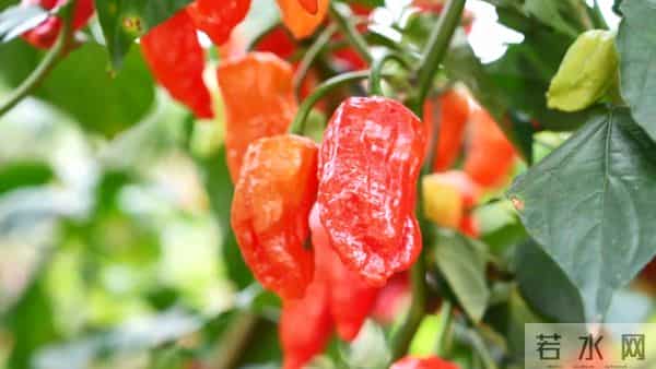 试种成功！弥勒的她年增收30万