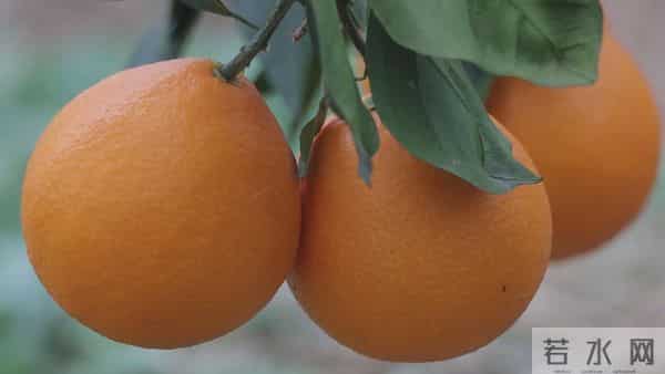 黔江千亩“红美人”迎丰收！