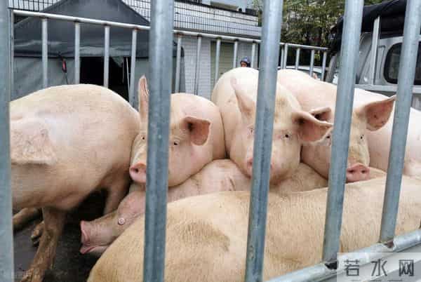 7连涨！年前猪价就看这最后一哆嗦了！