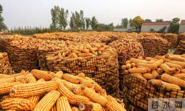 东北回调，华北上涨，玉米价格震荡背后的博弈，你了解多少？