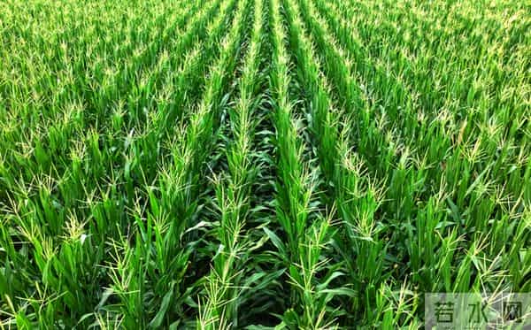 别信！网上热传2025年玉米“十大冠军”，可能是大坑！