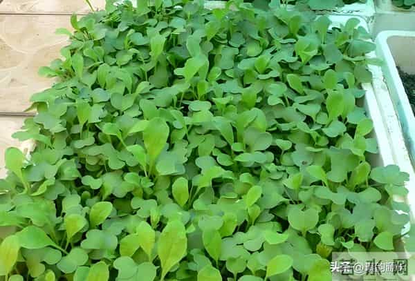 马上冬至了,还能种菜吗?7种耐寒品种清单,抗寒易活有鲜菜