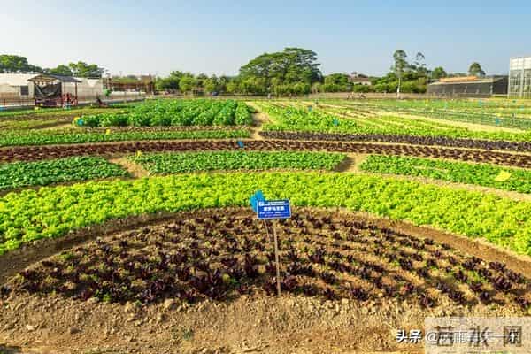大雪过后别闲着！这8种耐寒蔬菜现在种正合适