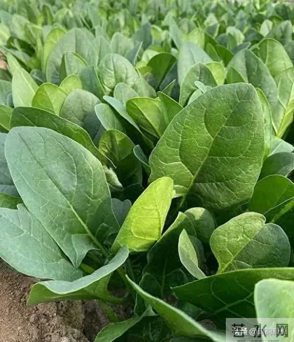 马上冬至了,还能种菜吗?7种耐寒品种清单,抗寒易活有鲜菜