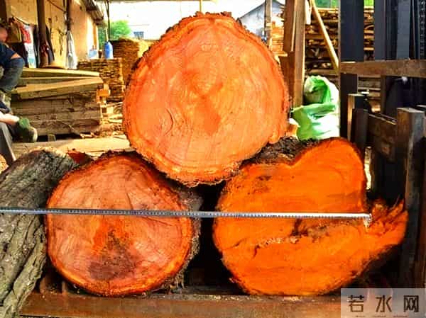 农村被嫌弃的"杂木"，其实是"黄金木"，比黄花梨还珍贵