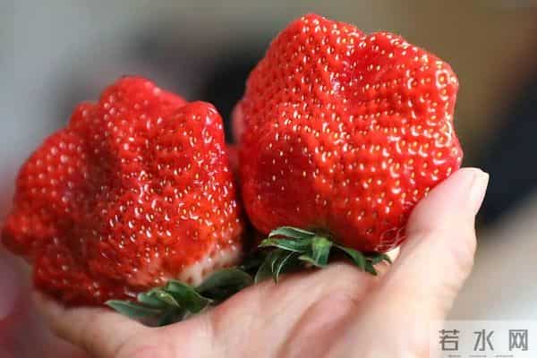 “膨大剂”催熟草莓这个月大量上市？记者调查