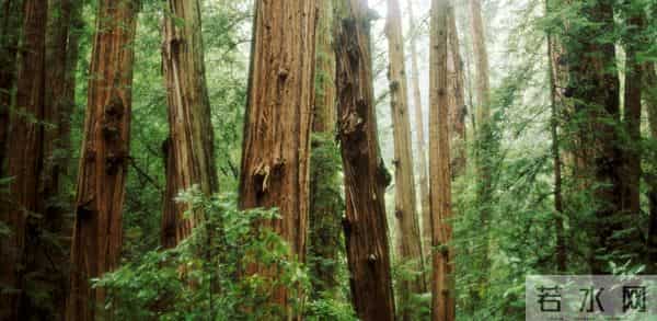 7百万公顷森林去哪了？阿根廷农民泪别电锯，靠美洲豹吃上饭！