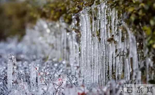 “公九冰上走，母九穿薄衣”，今年数九天是公是母？冬天很冷吗？