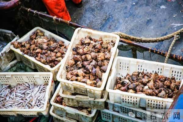 寒潮将至,渔港沸腾!今早,日照这里“鲜”货扎堆!这种鱼按筐买,4元一斤!